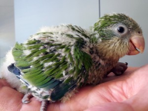 Psittacosis in Parrots